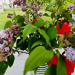 Guest house гергини *